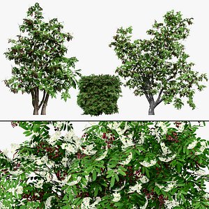British Hedgerow Plants 3D Asset Collection