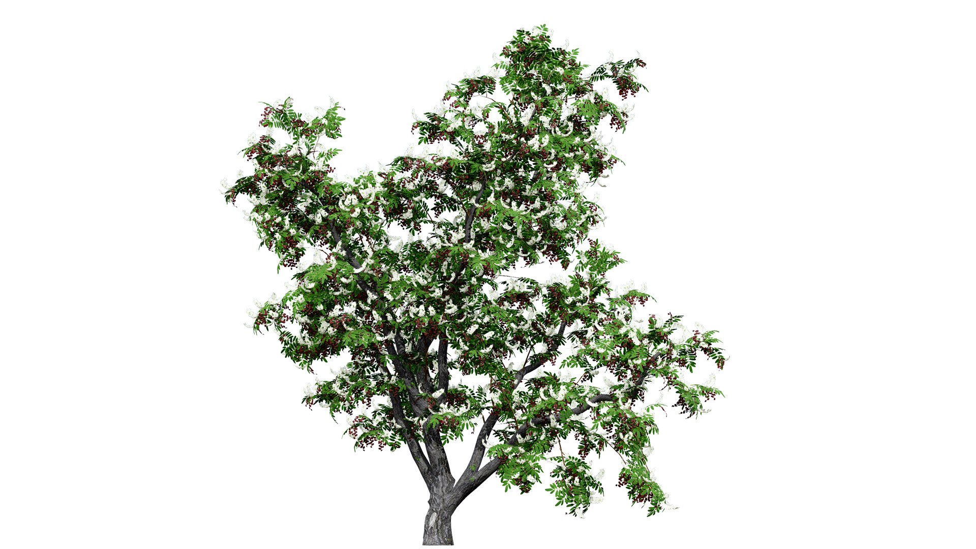 3D British Hedgerow Plants 3D Asset Collection model https://p.turbosquid.com/ts-thumb/ld/W8J2fm/q2/01ukhedgerowcherrylaurelversion2z325l/jpg/1754079171/1920x1080/fit_q87/ec9a92ce80f1d42dff0c88469b19c673d63c0217/01ukhedgerowcherrylaurelversion2z325l.jpg