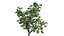 British Hedgerow Plants 3D Asset Collection