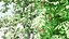 British Hedgerow Plants 3D Asset Collection
