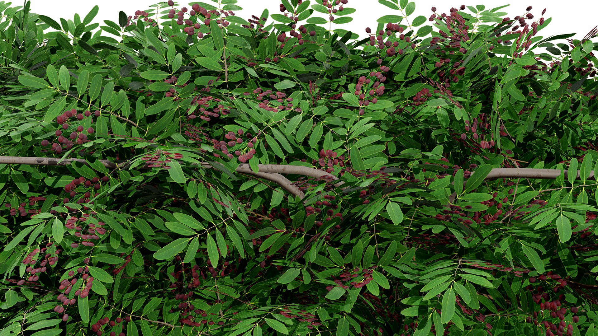3D British Hedgerow Plants 3D Asset Collection model https://p.turbosquid.com/ts-thumb/ld/W8J2fm/sN/ukhedgerowcherrylaurelversion3z6589l/jpg/1754079185/1920x1080/fit_q87/39375f49c326855c0afed1372157e06566115c7c/ukhedgerowcherrylaurelversion3z6589l.jpg