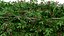British Hedgerow Plants 3D Asset Collection