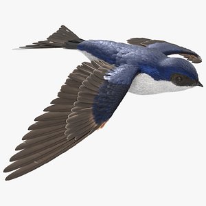 House Martin Swallow in Flight 3D
