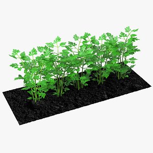 Parsley Grows in Row
