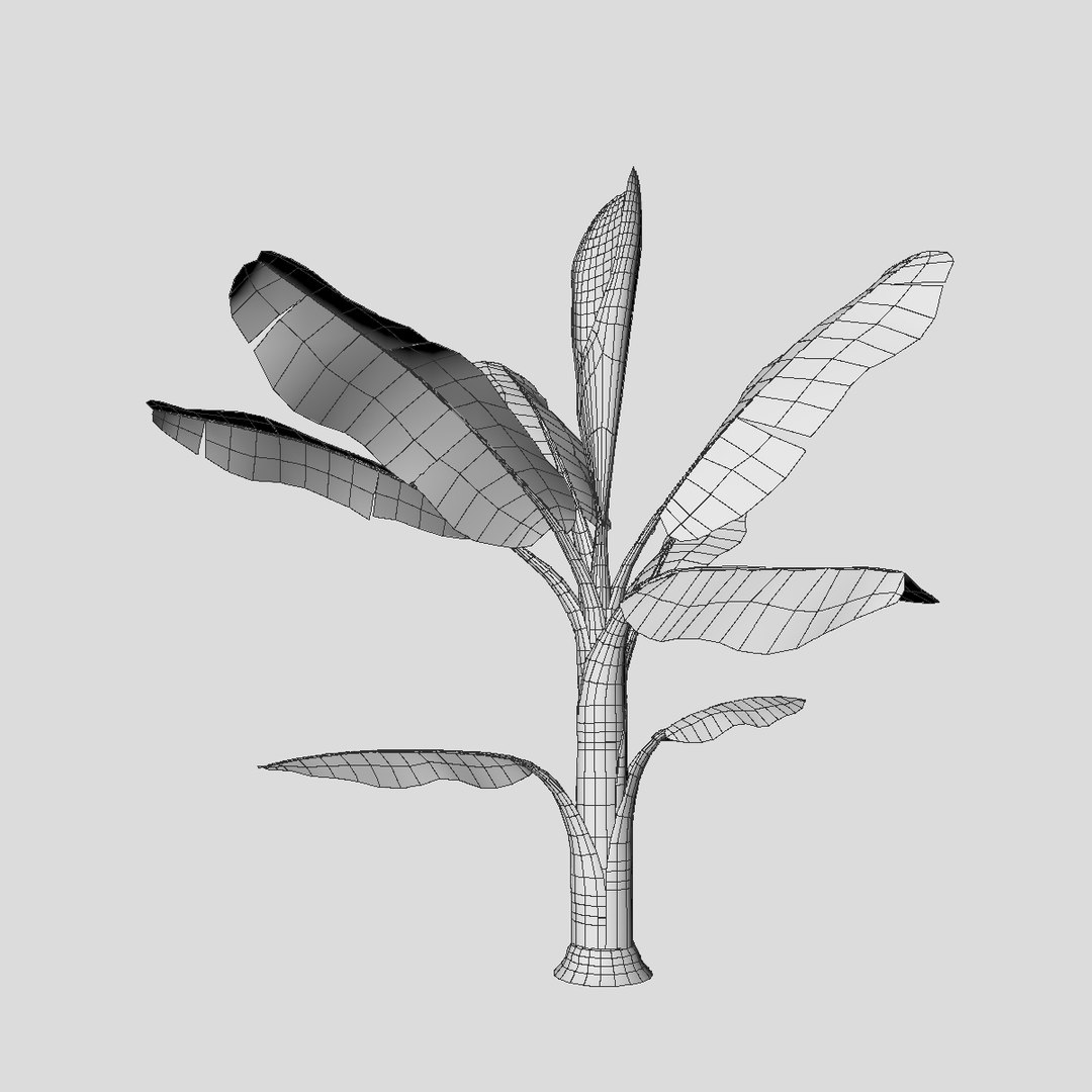 3D Banana Tree Model - TurboSquid 1259497