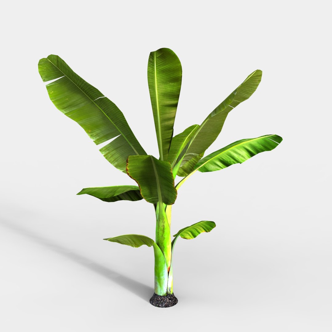 3D Banana Tree Model - TurboSquid 1259497