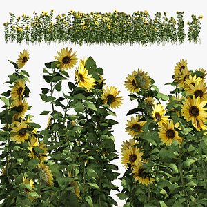 sunflower lawn 3D model