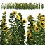 sunflower lawn