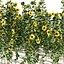 sunflower lawn