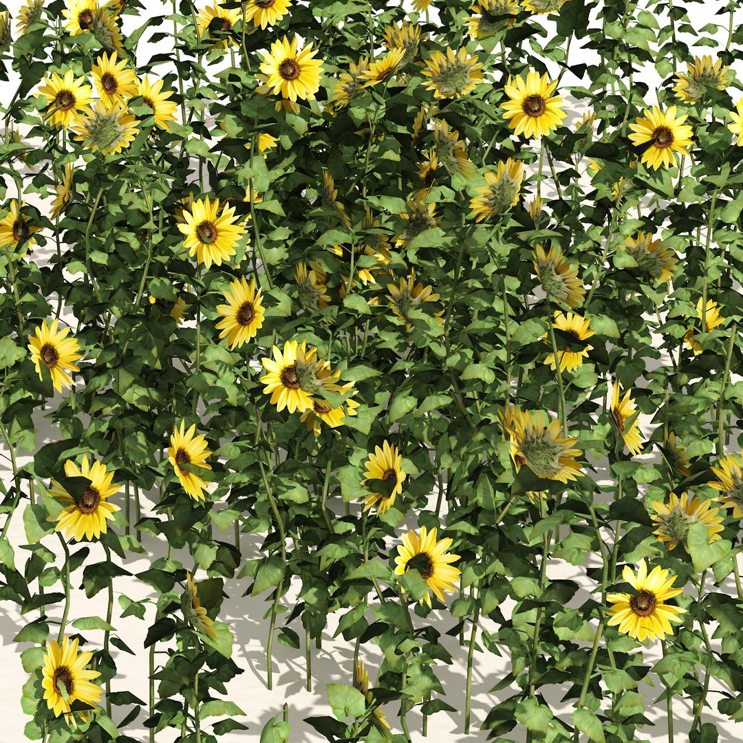 sunflower lawn 3D model https://p.turbosquid.com/ts-thumb/ld/rWktvF/tP/02pp/jpg/1667068330/1920x1080/fit_q87/feb4212c4b48f83b4d4f2921bcd896850ec53f95/02pp.jpg