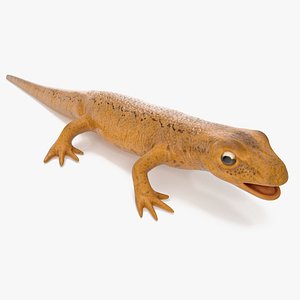 Lissotriton Vulgaris 3D model