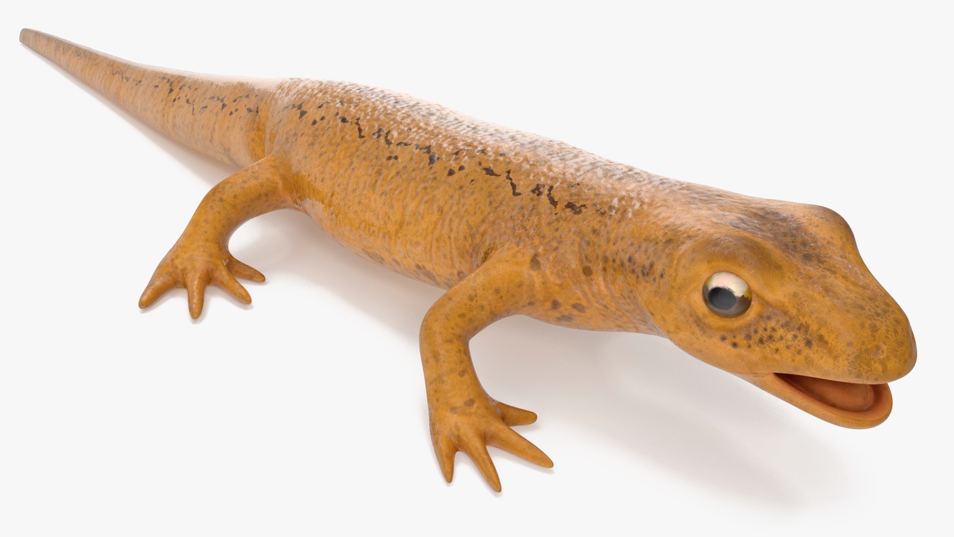 Lissotriton Vulgaris 3D model preview