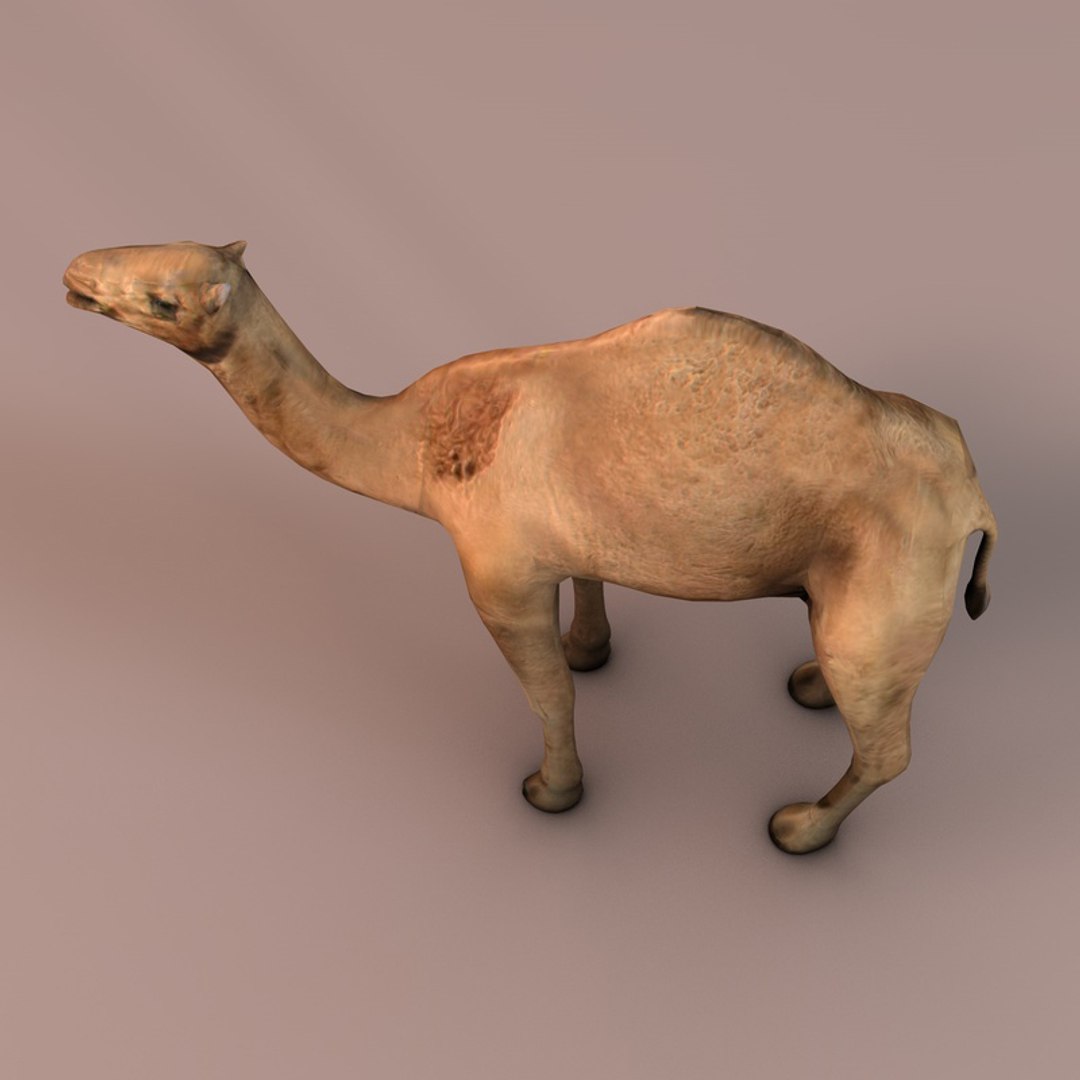 3d camel https://p.turbosquid.com/ts-thumb/le/01IDXs/pMZxz0w0/003sren_camel/jpg/1393171223/1920x1080/fit_q87/1db97dd178314c53835641e9b08de7d20534dd66/003sren_camel.jpg