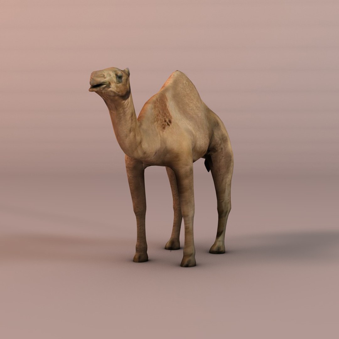 3d camel https://p.turbosquid.com/ts-thumb/le/01IDXs/zuWCVdtB/005sren_camel/jpg/1393171223/1920x1080/fit_q87/240f63f6471a2e1c0f349ba5a33eb950eb9ec456/005sren_camel.jpg