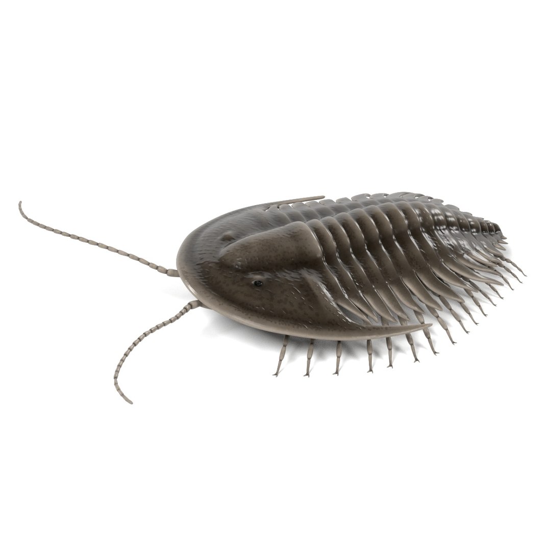 3d orygmaspis contracta https://p.turbosquid.com/ts-thumb/le/1ToZhn/0CbGLbsg/orygmaspiscontractaf/jpg/1472206140/1920x1080/fit_q87/1af2c50fa4e43a6f0839d5c795c00b589f87981f/orygmaspiscontractaf.jpg