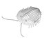 Orygmaspis Contracta