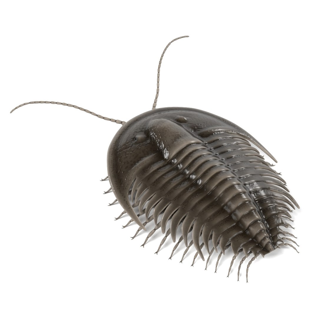 3d orygmaspis contracta https://p.turbosquid.com/ts-thumb/le/1ToZhn/QKQ5UQdi/orygmaspiscontractd/jpg/1472206140/1920x1080/fit_q87/5d58087133e8e92d33d56a0cb9ea4c6cca9938c4/orygmaspiscontractd.jpg