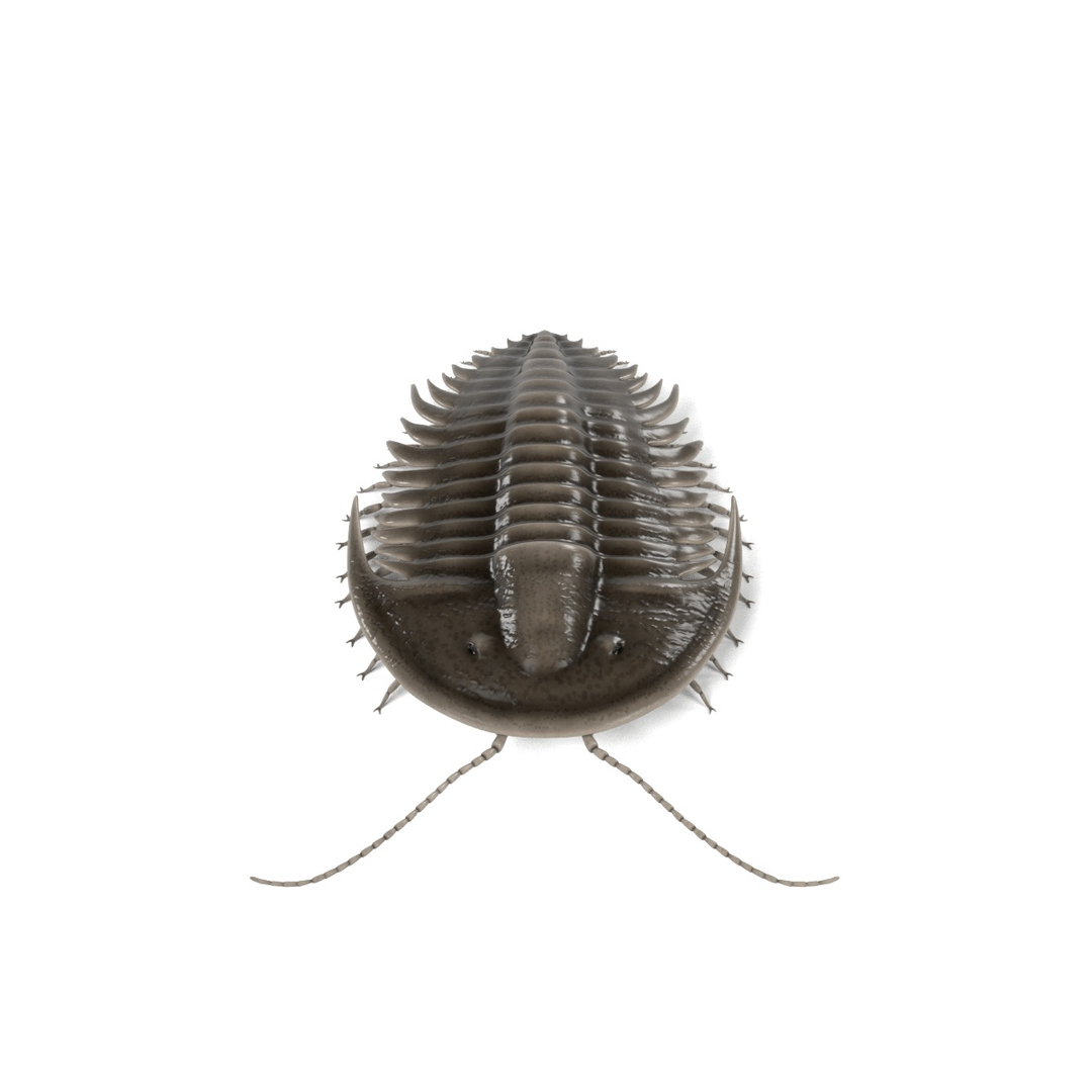 3d orygmaspis contracta https://p.turbosquid.com/ts-thumb/le/1ToZhn/R8RnNVK8/0001/jpg/1472206256/1920x1080/turn_fit_q99/a0a742a4f555c7287b64bacd02ae690f9b1b2483/0001-1.jpg