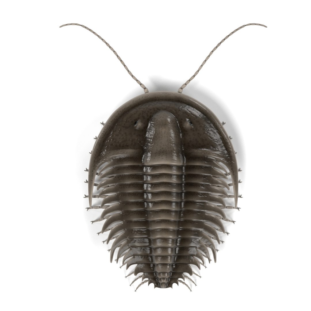 3d orygmaspis contracta https://p.turbosquid.com/ts-thumb/le/1ToZhn/pWFDTfOM/orygmaspiscontractaa/jpg/1472206140/1920x1080/fit_q87/984029f7f330d49cb8257053b56be2293ab4e53e/orygmaspiscontractaa.jpg