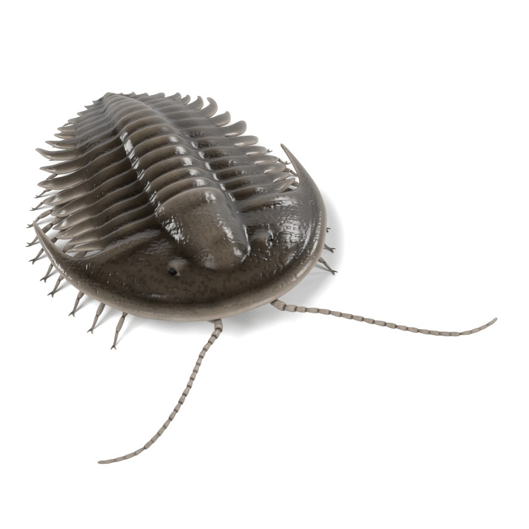 3d orygmaspis contracta https://p.turbosquid.com/ts-thumb/le/1ToZhn/tgWXMeXw/orygmaspiscontractab/jpg/1472206140/1920x1080/fit_q87/9d04fb8d05207a1065ec815743232d3f55f1d109/orygmaspiscontractab.jpg