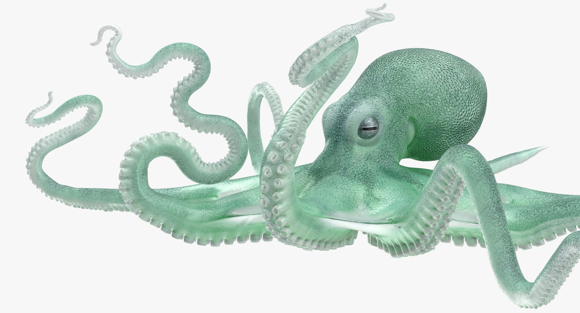 Large Blue Octopus 3D model preview