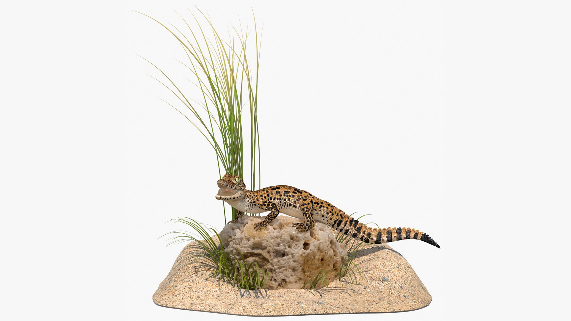 Baby Crocodile Natural Environment 3D model preview
