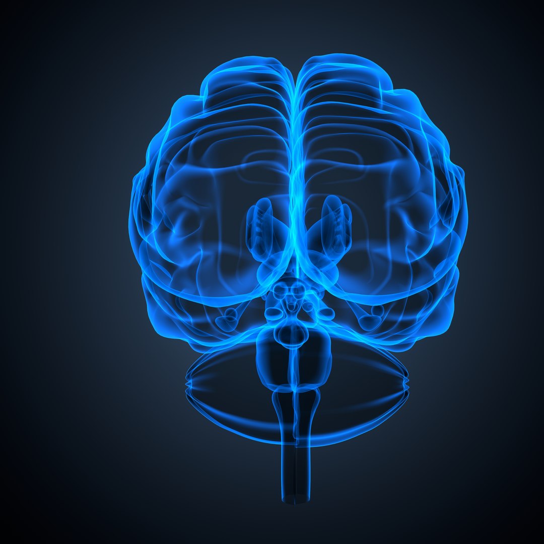 Brain anatomy 3D model https://p.turbosquid.com/ts-thumb/le/caHTDb/Al/09_brain0006/jpeg/1732751965/1920x1080/fit_q87/0dd14704971ea47d3bde5c8422ace800d3ce915b/09_brain0006.jpg