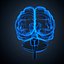 Brain anatomy