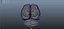 Brain anatomy