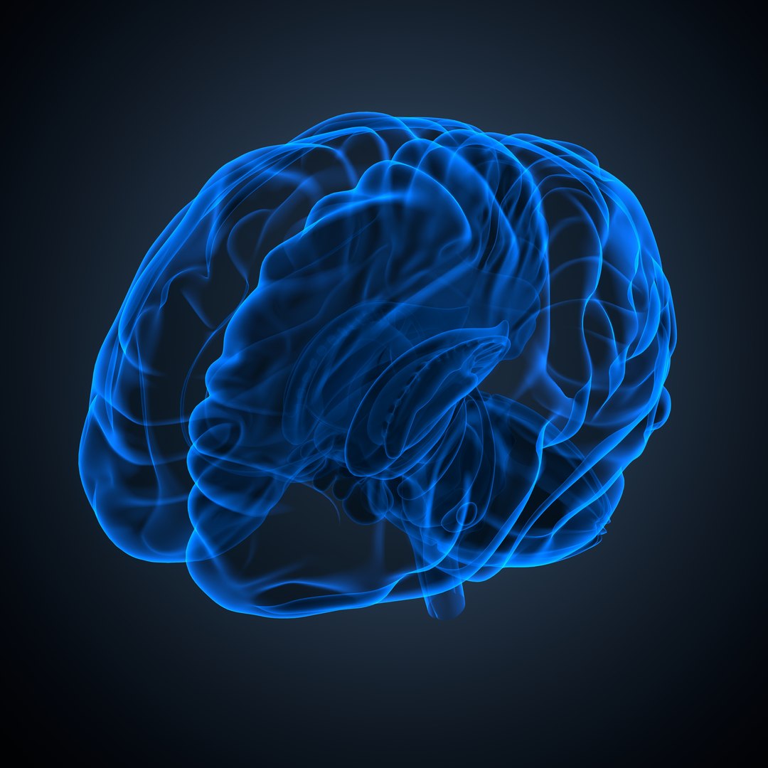 Brain anatomy 3D model https://p.turbosquid.com/ts-thumb/le/caHTDb/M5/09_brain0004/jpeg/1732751961/1920x1080/fit_q87/32e4eb14e01a2373981481b67f024d961f70dcb3/09_brain0004.jpg