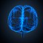 Brain anatomy