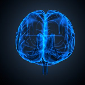 Brain anatomy