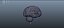Brain anatomy