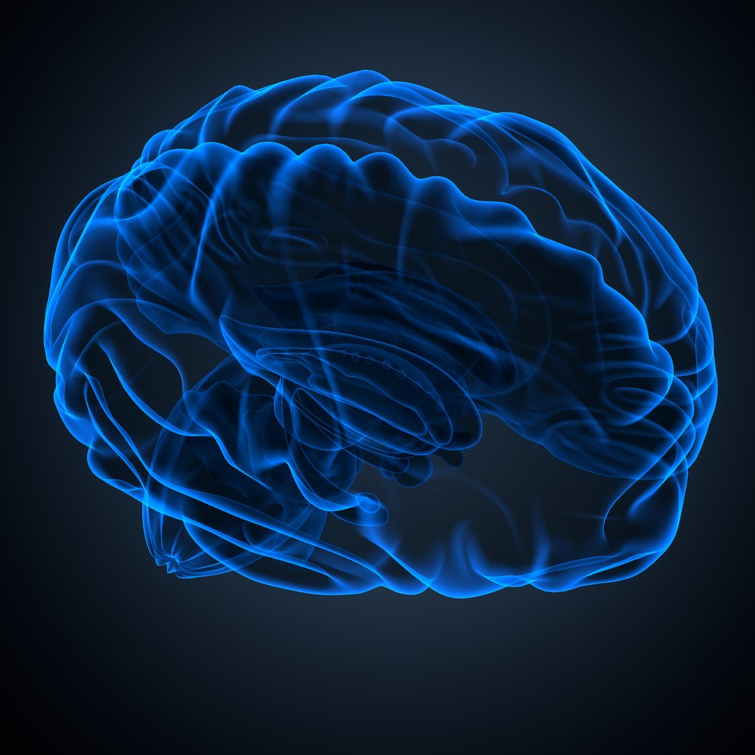 Brain anatomy 3D model https://p.turbosquid.com/ts-thumb/le/caHTDb/Vj/09_brain0003/jpeg/1732751958/1920x1080/fit_q87/ff705c85028da95e60902017c5936fe5f381761c/09_brain0003.jpg