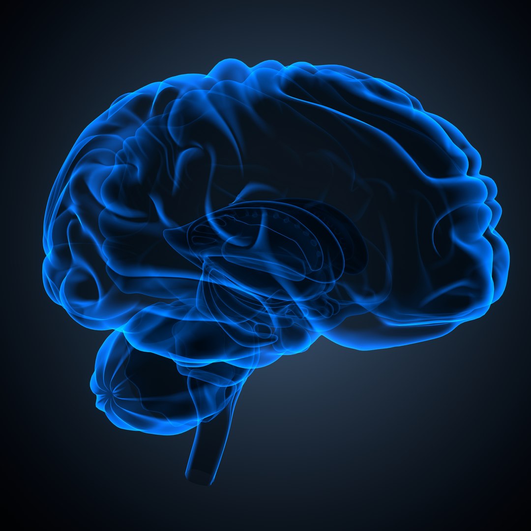 Brain anatomy 3D model https://p.turbosquid.com/ts-thumb/le/caHTDb/XH/09_brain0002/jpeg/1732751961/1920x1080/fit_q87/1aa47b450d894b6cfe31eb1c65974717459711a3/09_brain0002.jpg