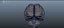 Brain anatomy