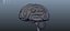 Brain anatomy