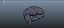 Brain anatomy