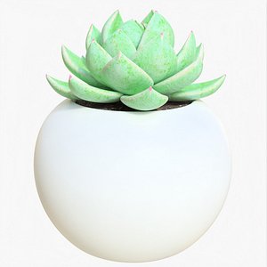3D Succulent 02 f model