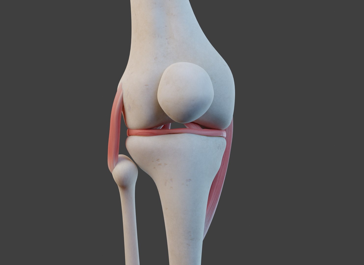 Knee Joint Ligaments 3D Model - TurboSquid 1951804