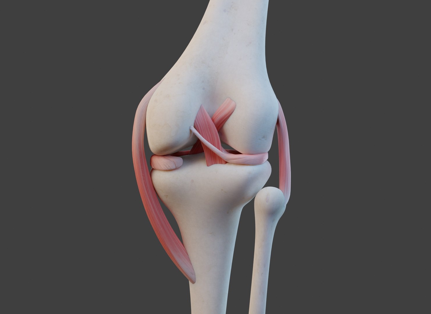 Knee Joint Ligaments 3D Model - TurboSquid 1951804