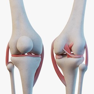 Knee Joint Ligaments