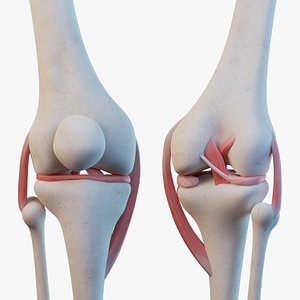 Knee Joint Ligaments