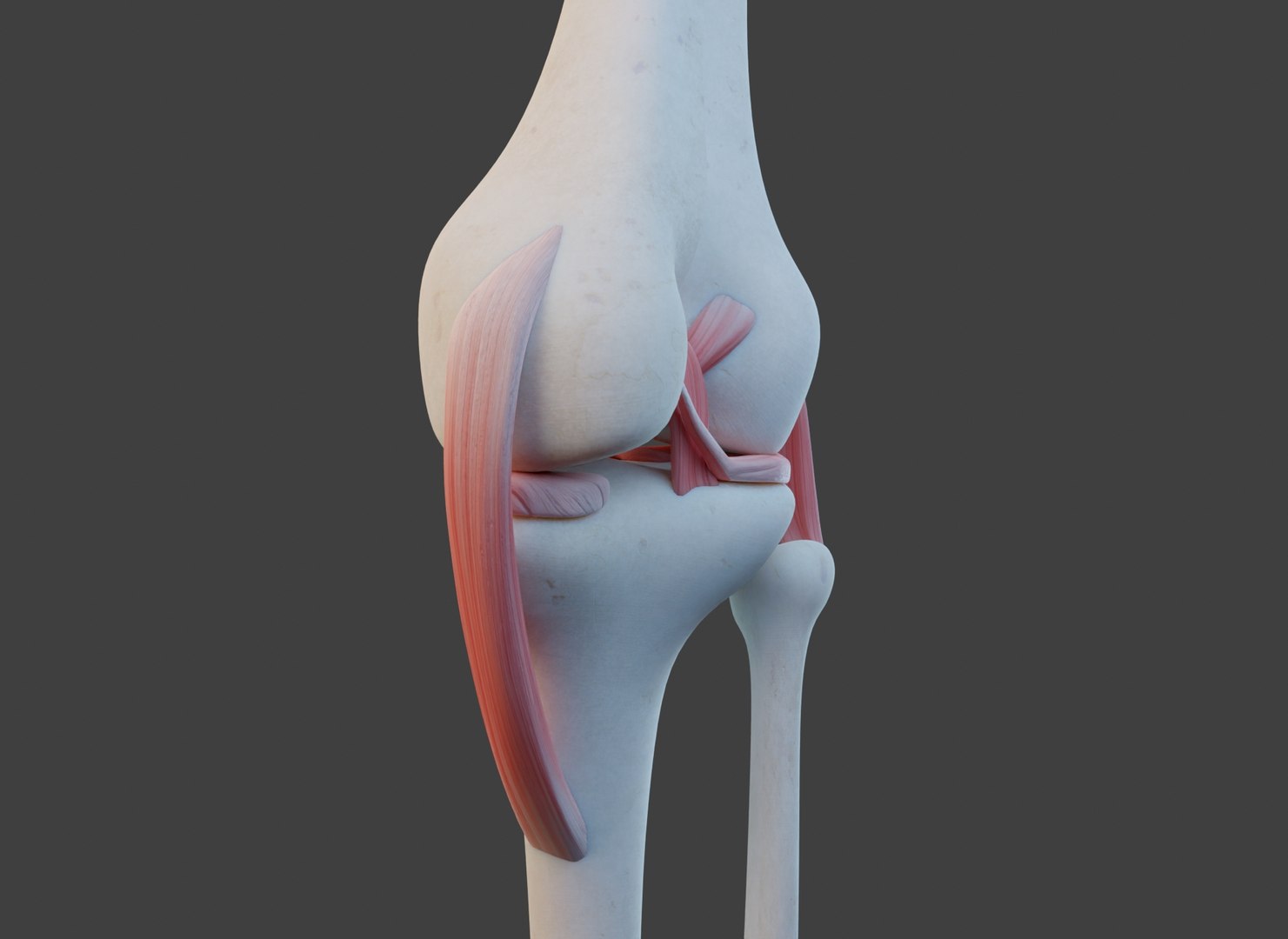 Knee Joint Ligaments 3D Model - TurboSquid 1951804