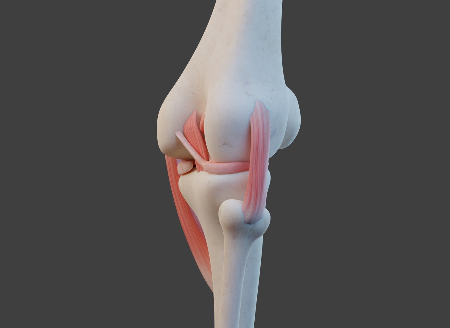Knee Joint Ligaments 3D Model - TurboSquid 1951804