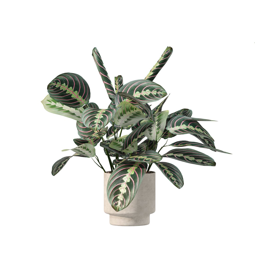 3D Model 20 Photorealistic Flowers For Interiors - Set 201 207 213 219 ...