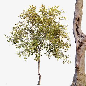 Acer saccharinum 3D model