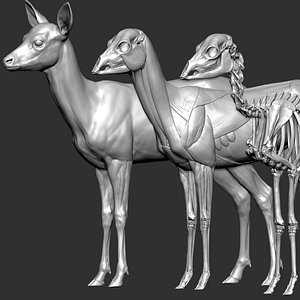 Goat VFX MUSCLE SIMULATION 3D model