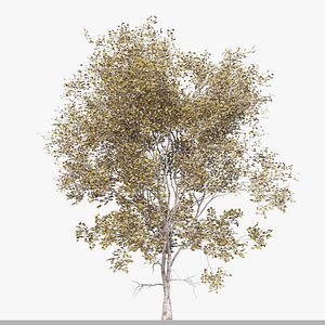 Set of Acer truncatum Plant shantung maple 2 Trees 3D model