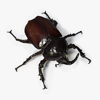 Rhino Bug